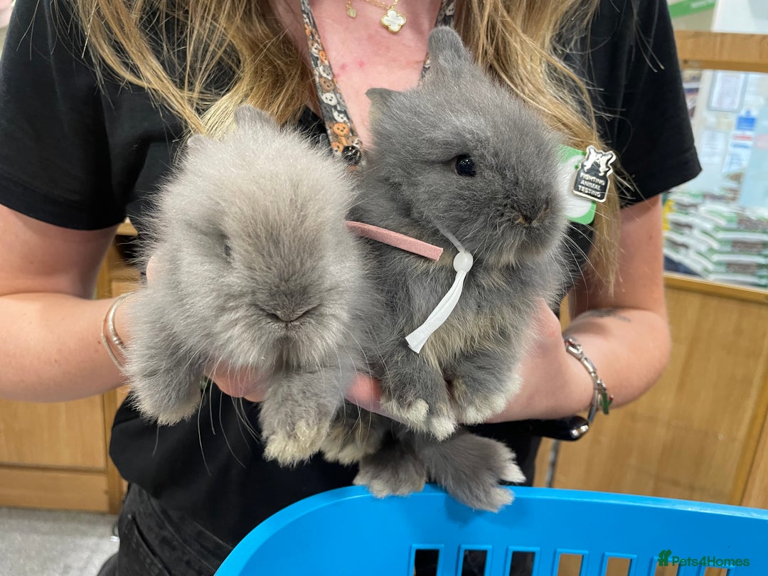 Lionhead rabbits for sale: 5 female Double Mane Lion head Doe’s for sale  - Image 7