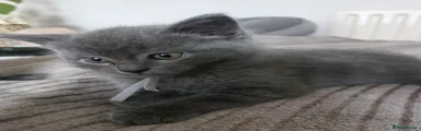 Gris - male