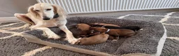Saluki dogs for sale: KC male saluki puppies  - Advert 8