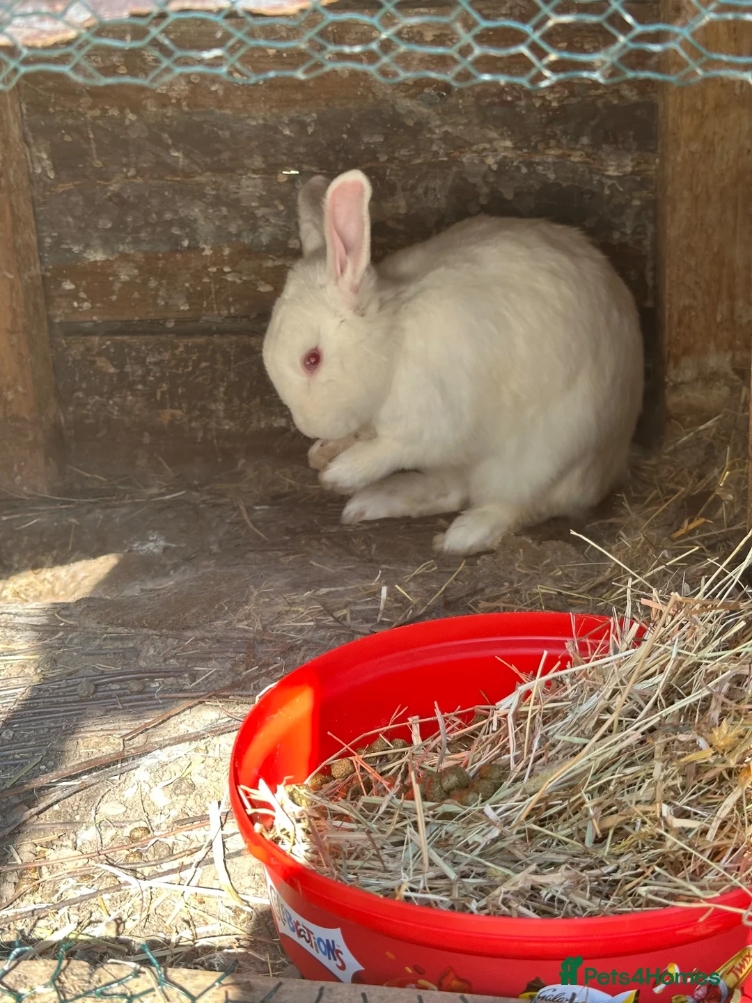 Mixed Breed rabbits for sale: Rabbit REHOMING in Burton-on-Trent - Advert 2