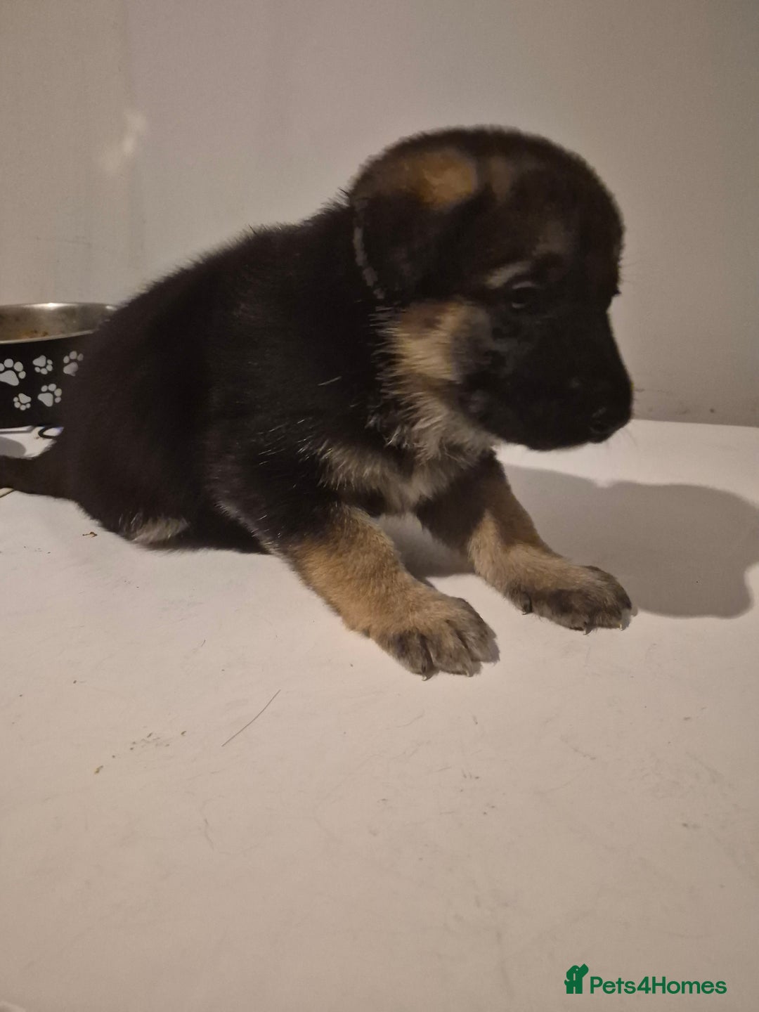 German Shepherd dogs for sale: 8 beautiful GSD puppies for sale  - Advert 13