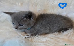 Russian Blue cats for sale: GCCF, CHAMPION SIRED RUSSIAN BLUE KITTENS - Advert 15