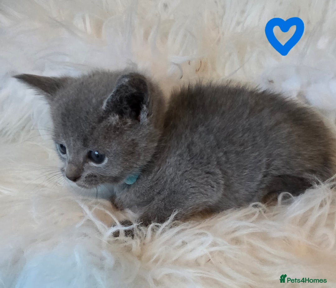 Russian Blue cats for sale: GCCF, CHAMPION SIRED RUSSIAN BLUE KITTENS - Advert 15