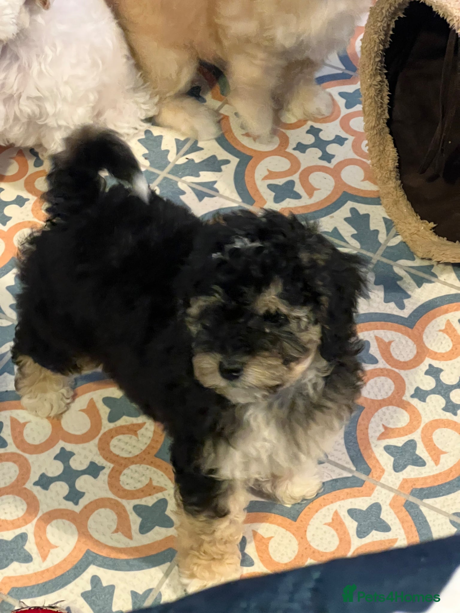 Australian Labradoodle dogs Ready to go health tested vaccinated gorgeous 🐶 - Advert 4