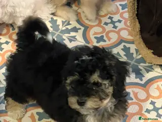 Australian Labradoodle dogs Ready to go health tested vaccinated gorgeous 🐶 - Advert 4