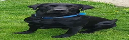 Labrador Retriever dogs for stud: Labrador KC registered for stud 2 years old Black - Advert 4