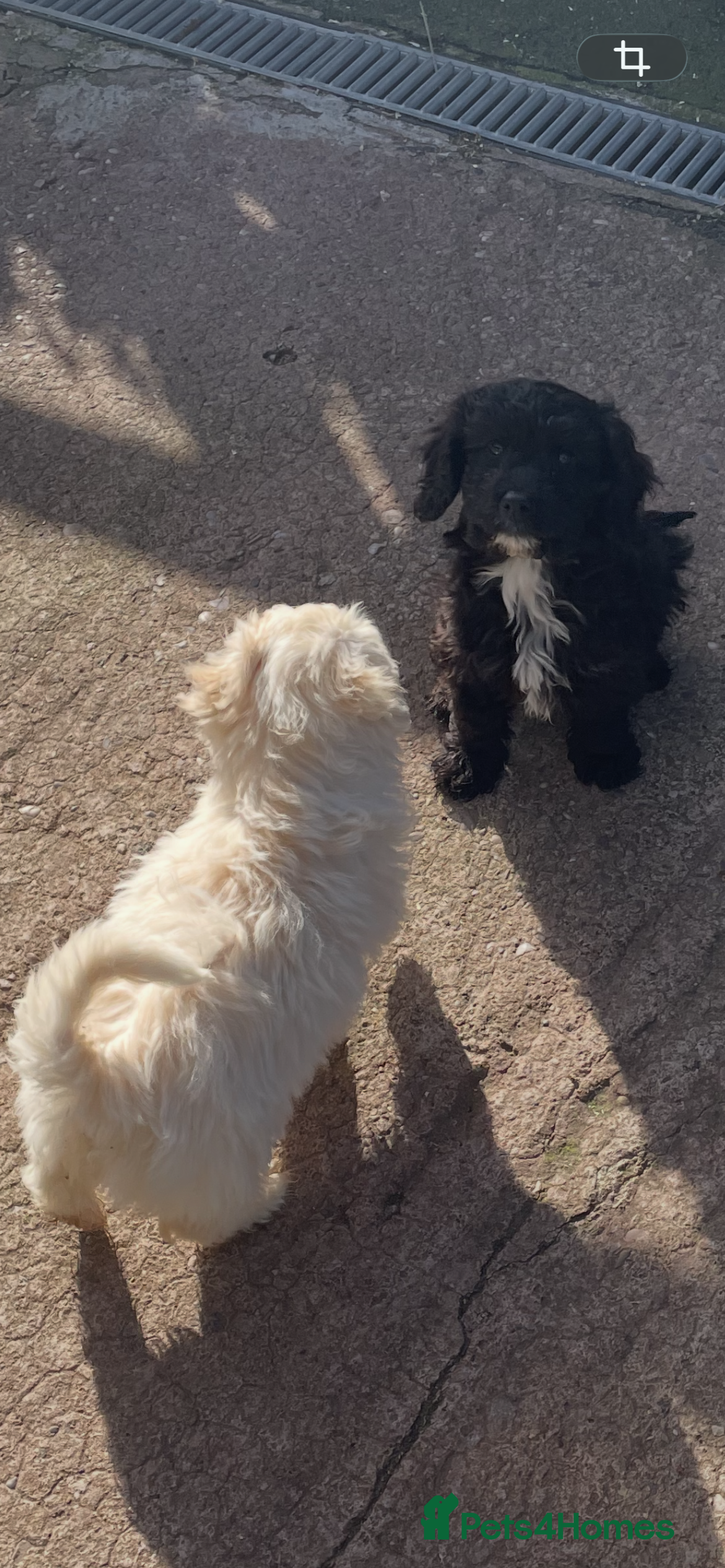 Cockapoo dogs Ready for homes Stunning F1B cockapoo  - Advert 10