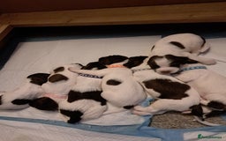 English Springer Spaniel dogs for sale: English springer spaniel pups - Image 4