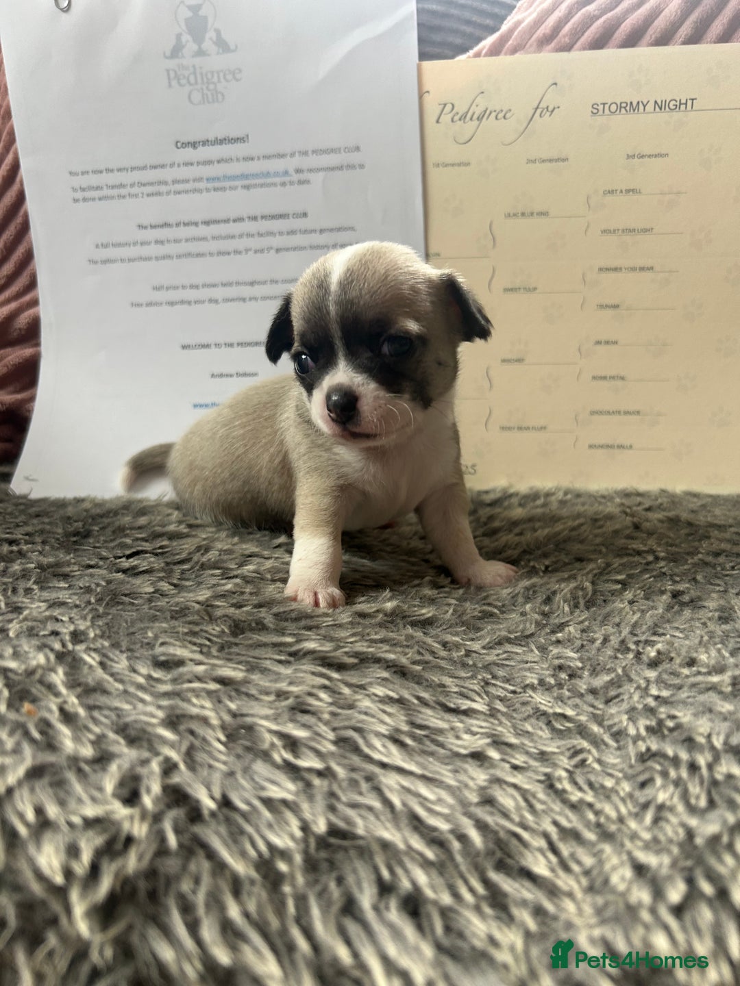 Chihuahua dogs for sale: Full pedigree Chihuahua puppies - Image 2