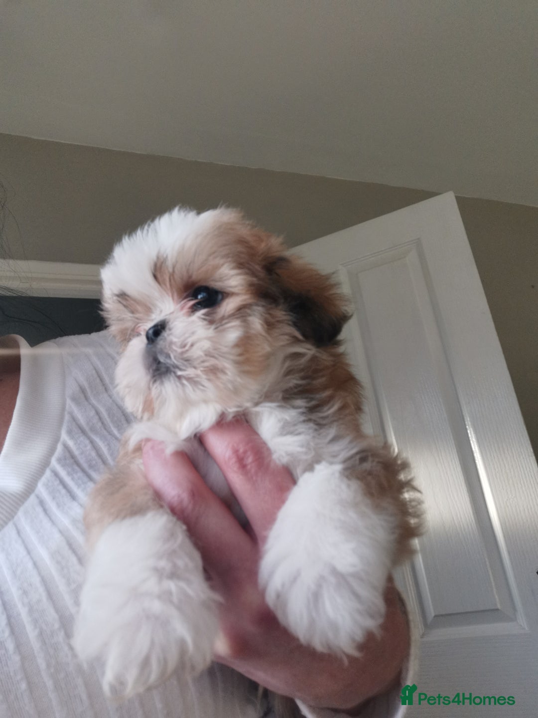Mixed Breed dogs for sale: Adorable fluffy shihtzu pups - Advert 7