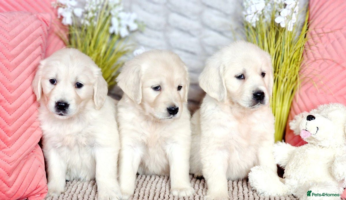 Golden Retriever dogs adorable golden retriever puppies available  - Advert 1