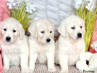 Golden Retriever dogs adorable golden retriever puppies available - Advert 1