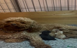 Toy Poodle dogs for sale: *STUNNING TOY POODLE PUPPIES* - Image 8