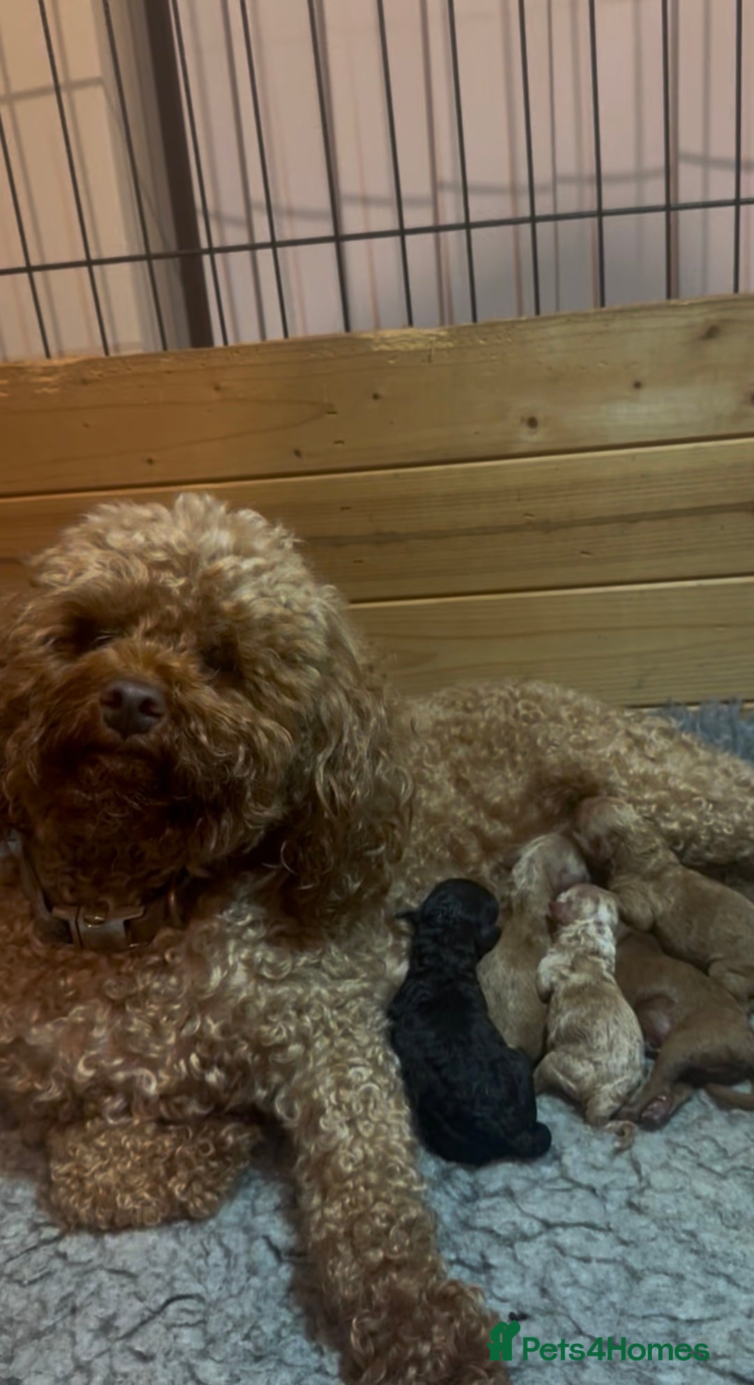 Toy Poodle dogs for sale: *STUNNING TOY POODLE PUPPIES* - Image 8
