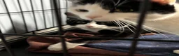 Domestic Shorthair cats for adoption: Adopt From Cats in Crisis East London  - Advert 4
