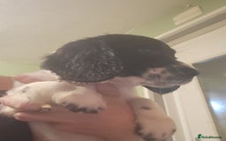 English Springer Spaniel dogs for sale: English springer spaniel pups  - Advert 15