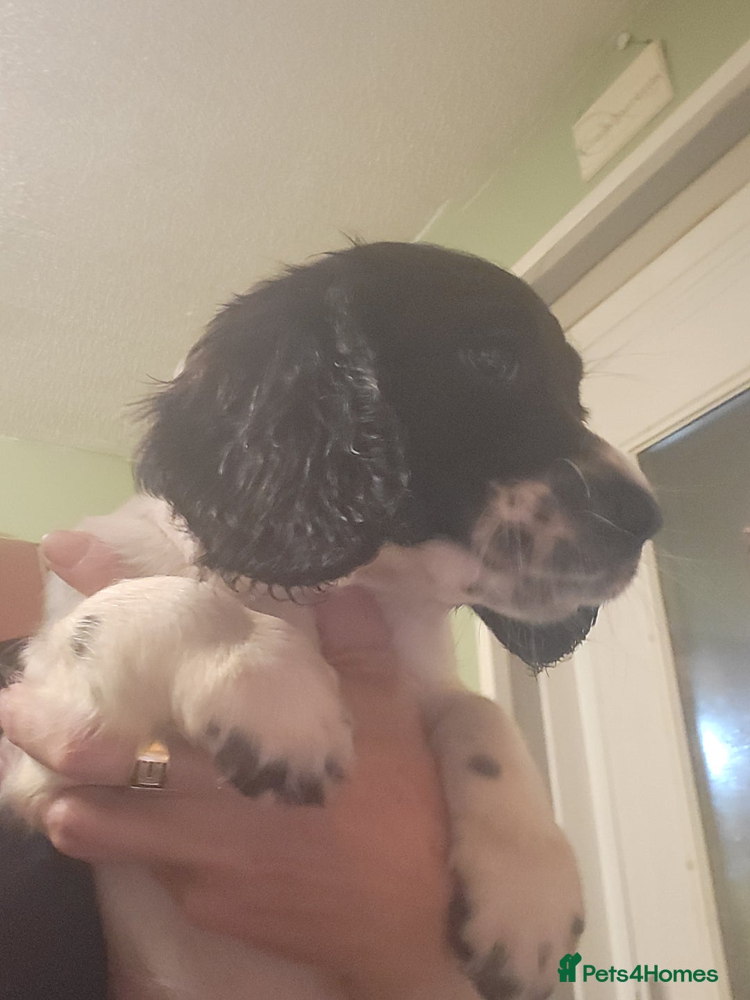 English Springer Spaniel dogs for sale: English springer spaniel pups  - Advert 15