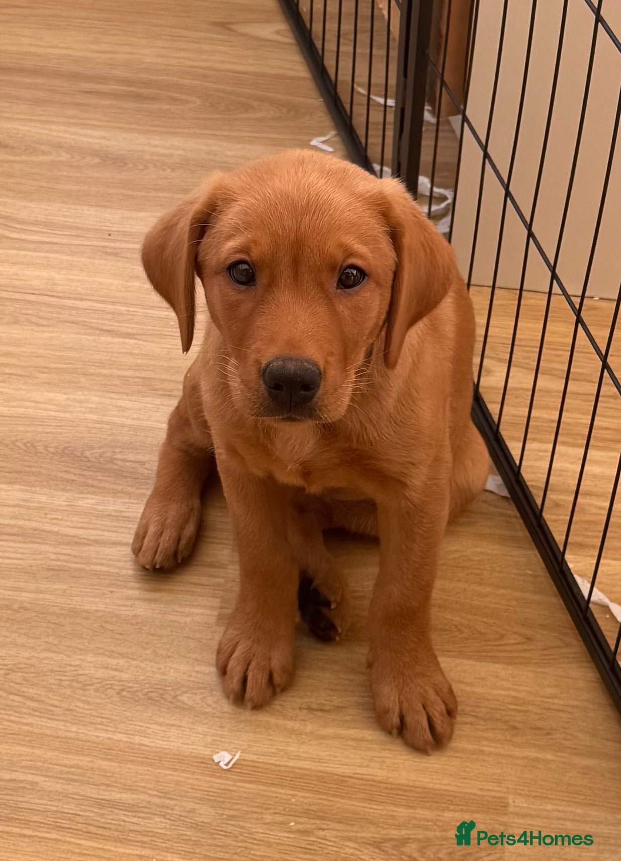 Labrador Retriever dogs 5* KC Reg Fully Health Tested Fox Red Labradors - Advert 2