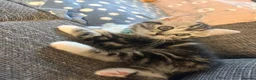 Mixed Breed cats for sale: 9 week old kitten  - Advert 3