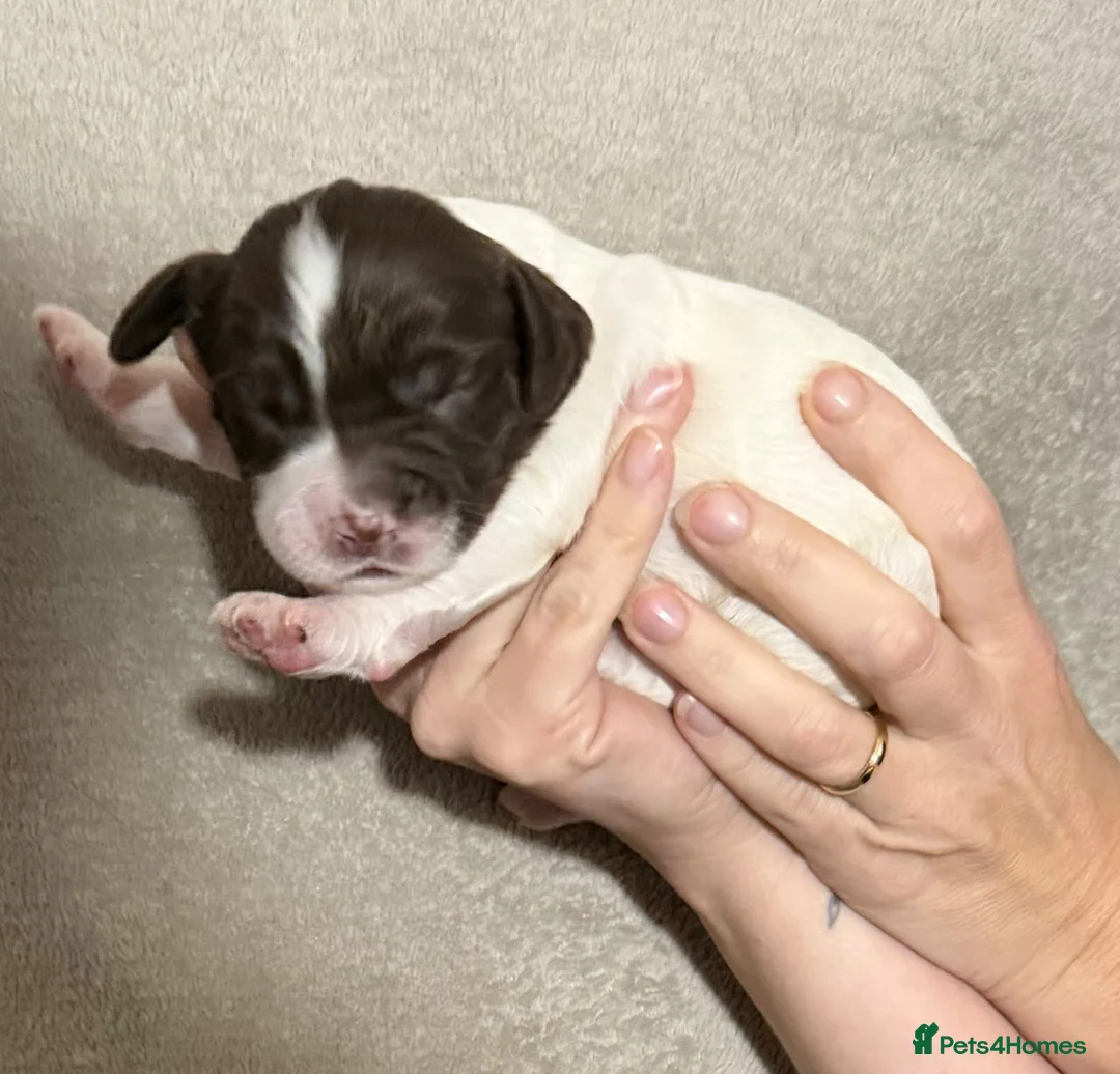 Sprocker dogs for sale: Beautiful sprocker pups for sale  - Advert 5