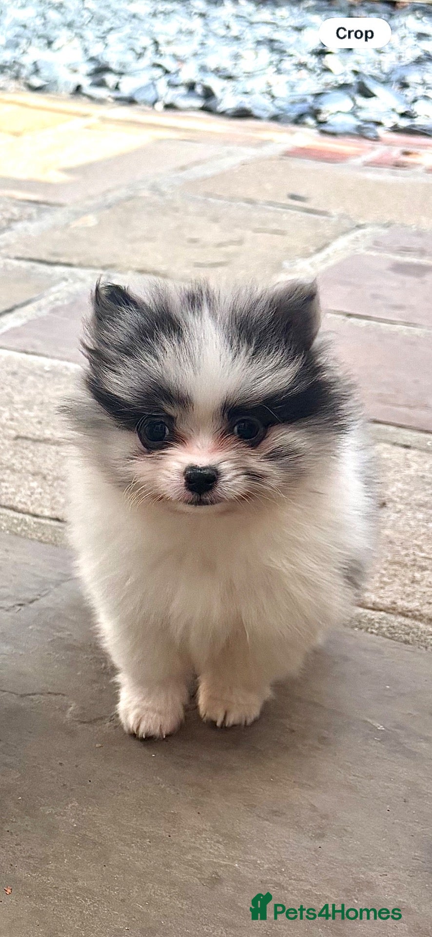 Pomeranian dogs Male Merle-Parti Pomeranian AVAILABLE  - Advert 16