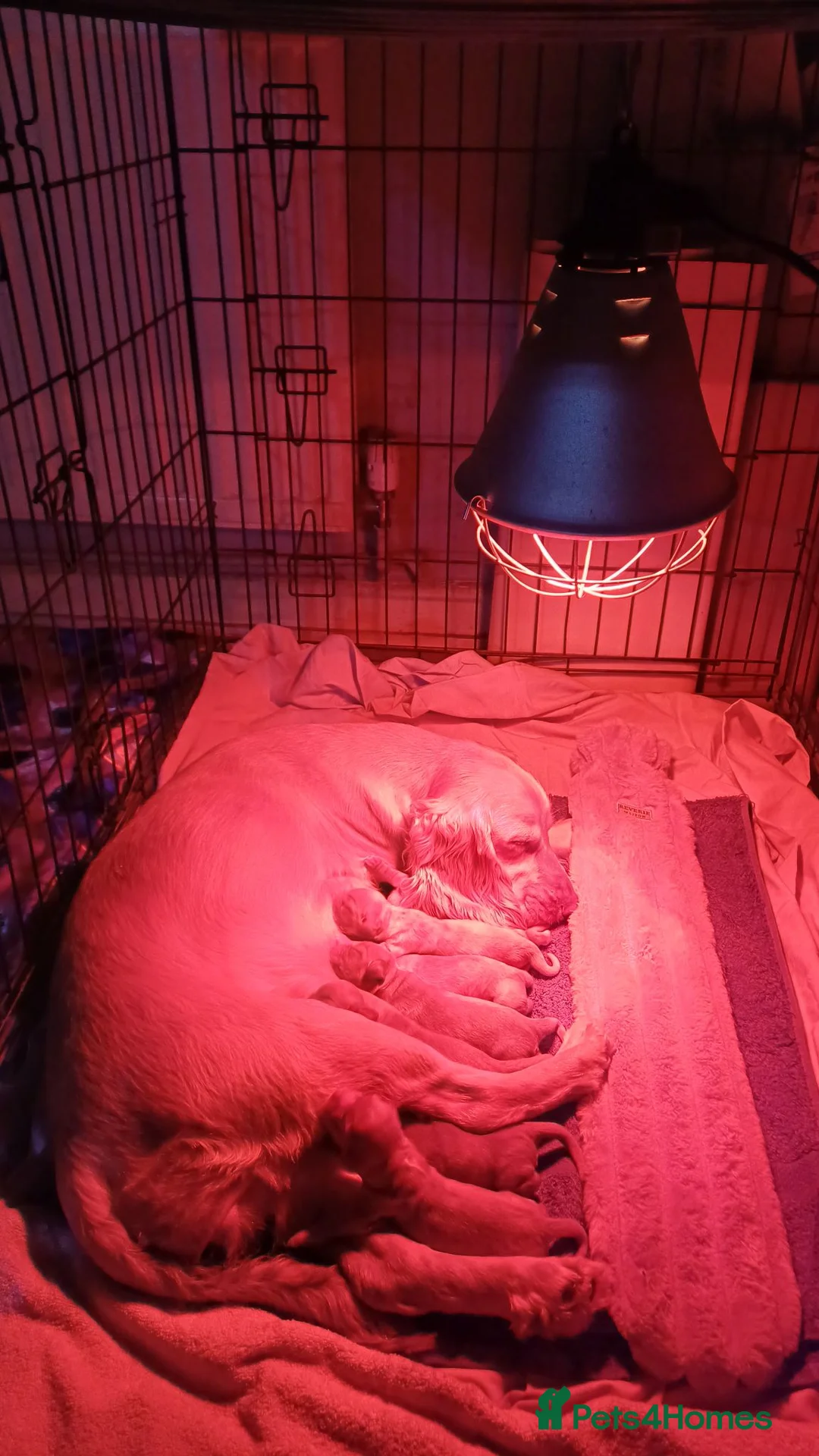 Cocker Spaniel dogs for sale: Gorgeous litter of 8 puppies  - Advert 1
