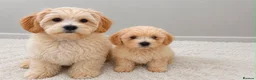 Maltipoo dogs for sale: Leo maltipoo puppy - Advert 9