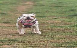 English Bulldog dogs for sale: Molly looking for new home - Advert 2