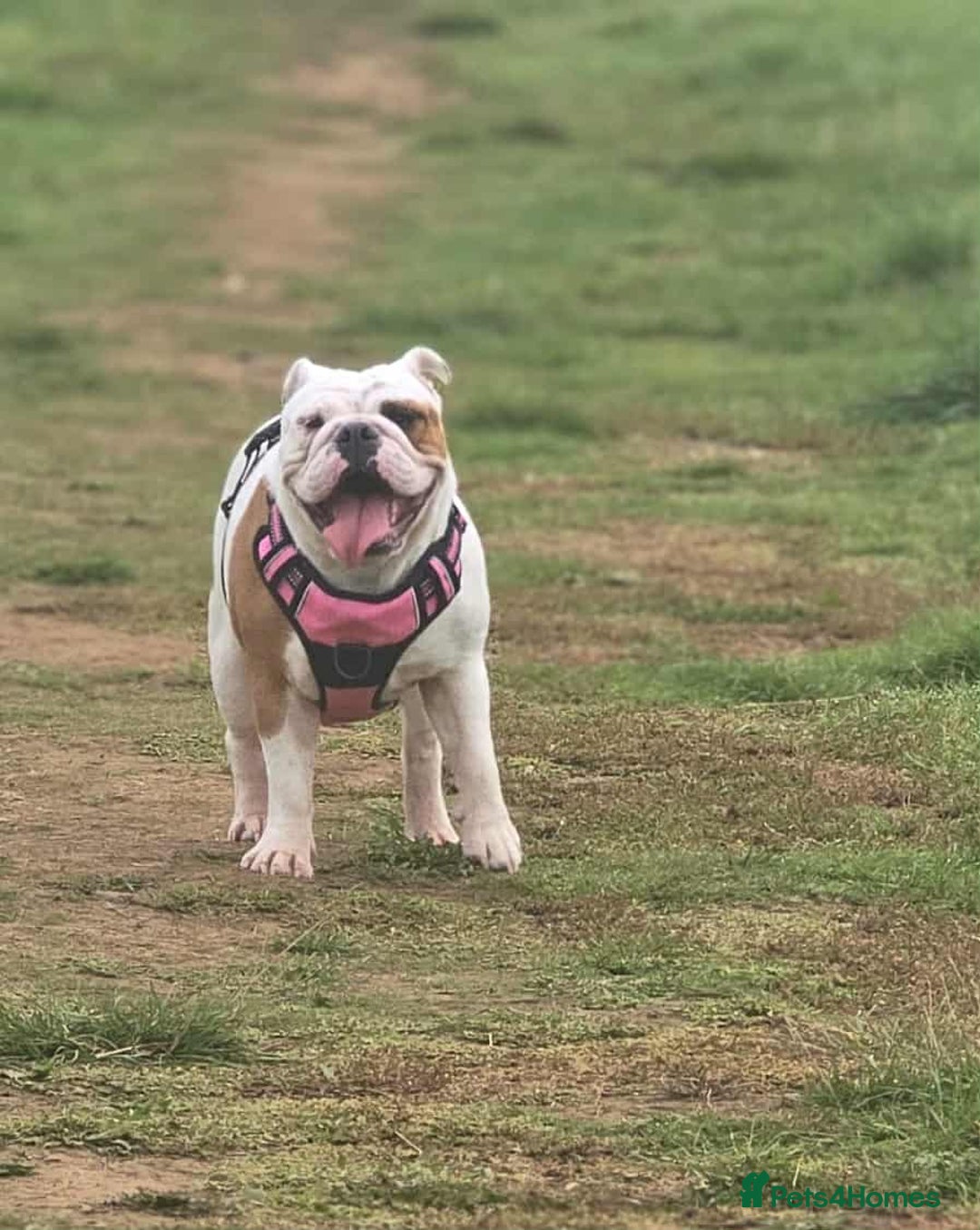 English Bulldog dogs for sale: Molly looking for new home - Advert 2