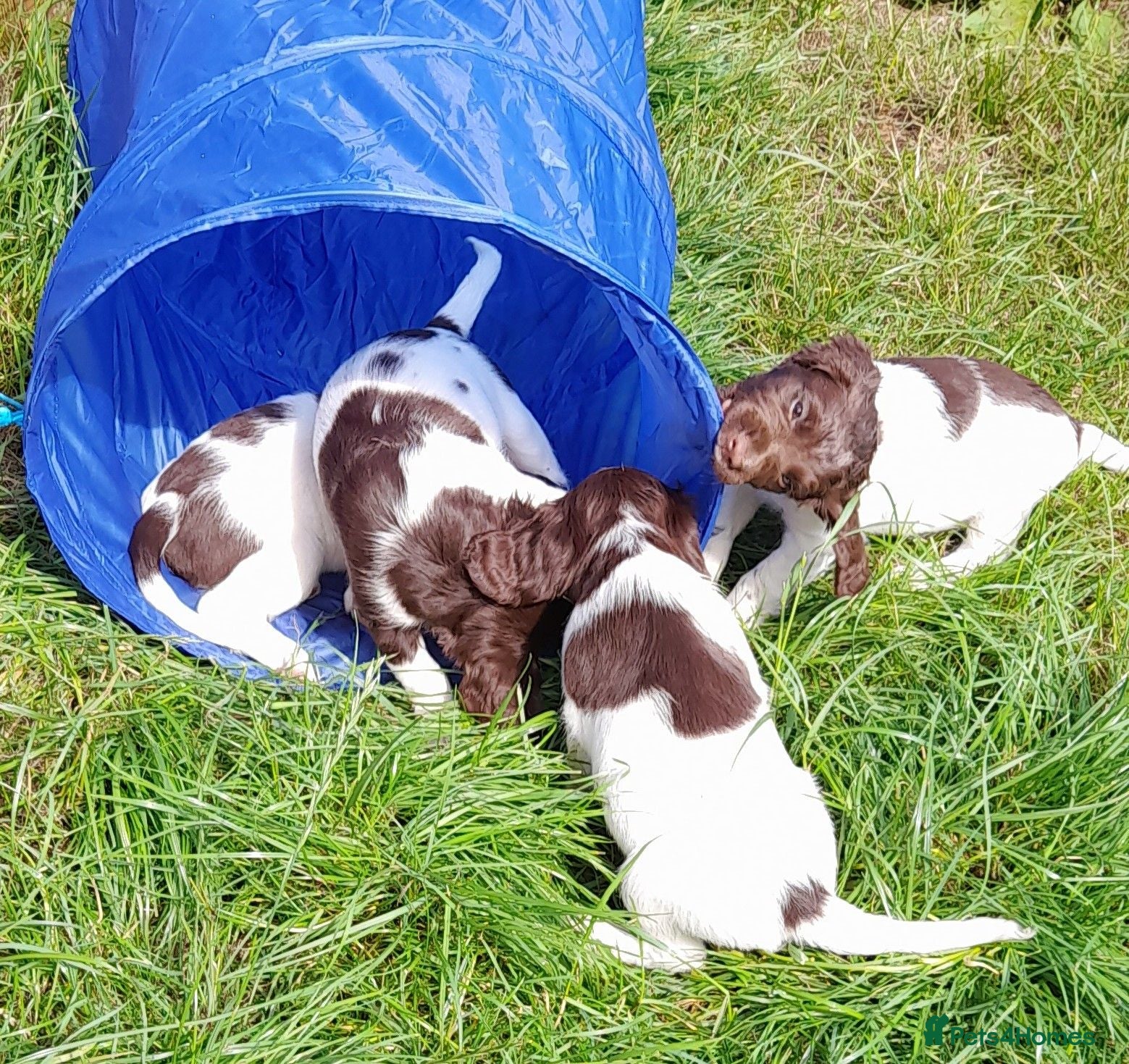 English Springer Spaniel dogs Gorgeous English Springer Spaniels Puppies - Advert 2