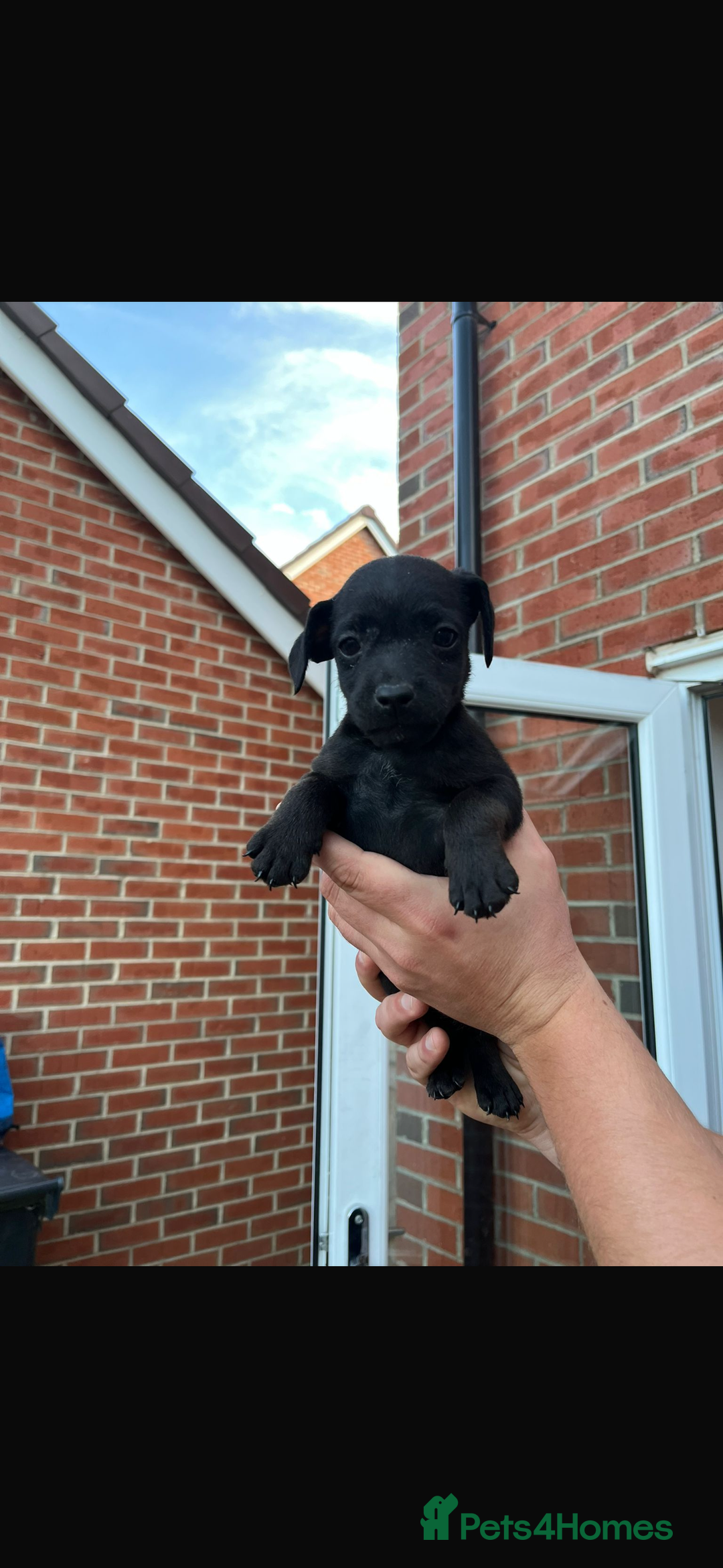 Patterdale Terrier dogs for sale: Patterdale puppies  - Image 5