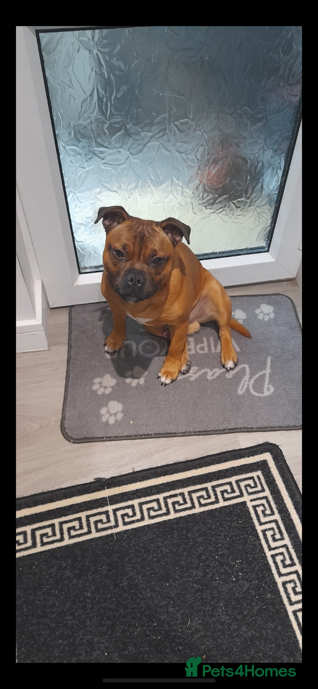 Staffordshire Bull Terrier dogs for sale: Outstanding boys ✨ - Advert 12