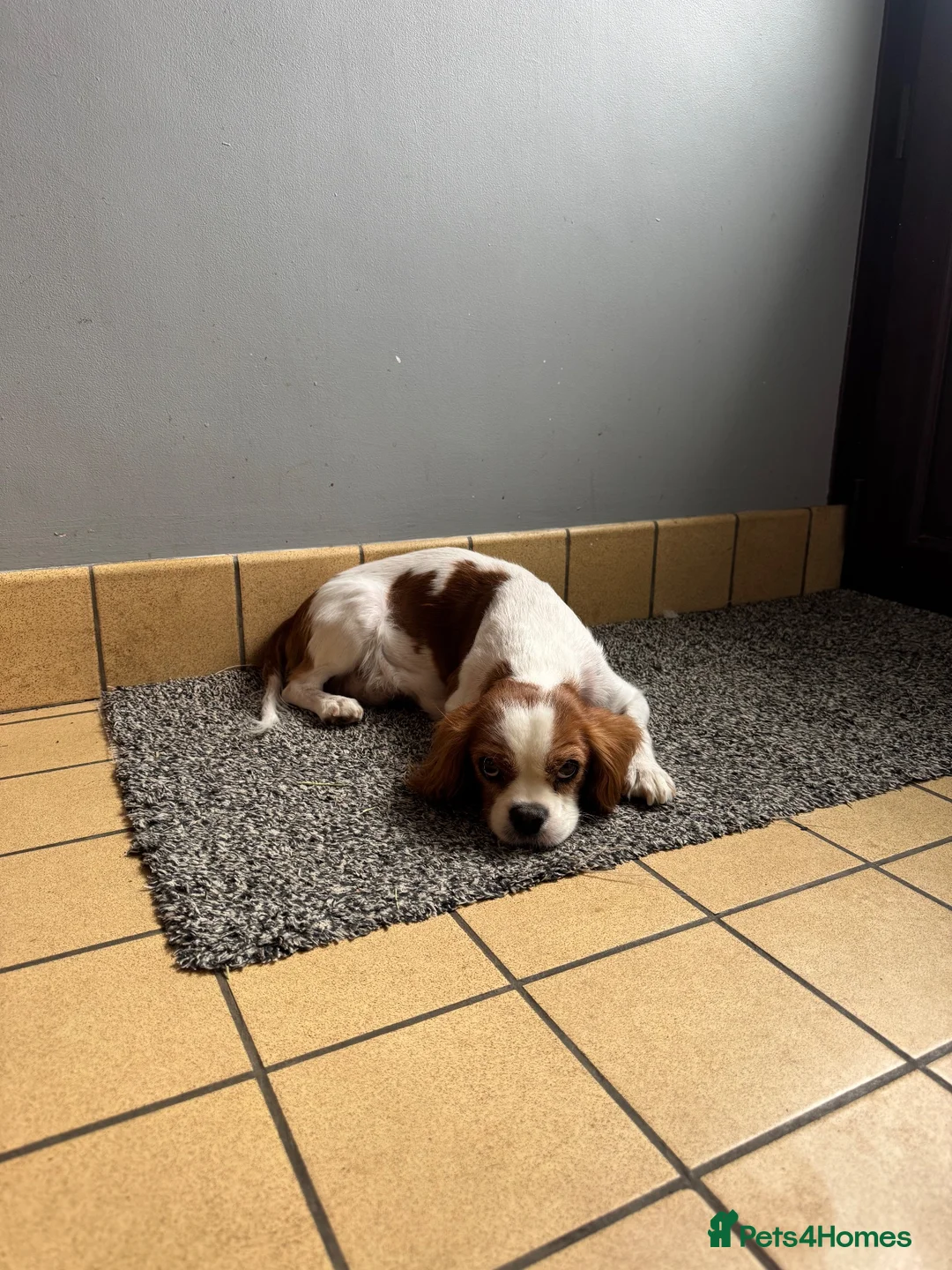 Cavapoo dogs for sale: 6 cavapoo puppies!🩷💙 - Advert 19