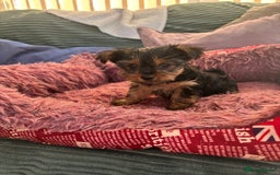 Yorkshire Terrier dogs for sale: Stunning Yorkshire terriers - Image 16