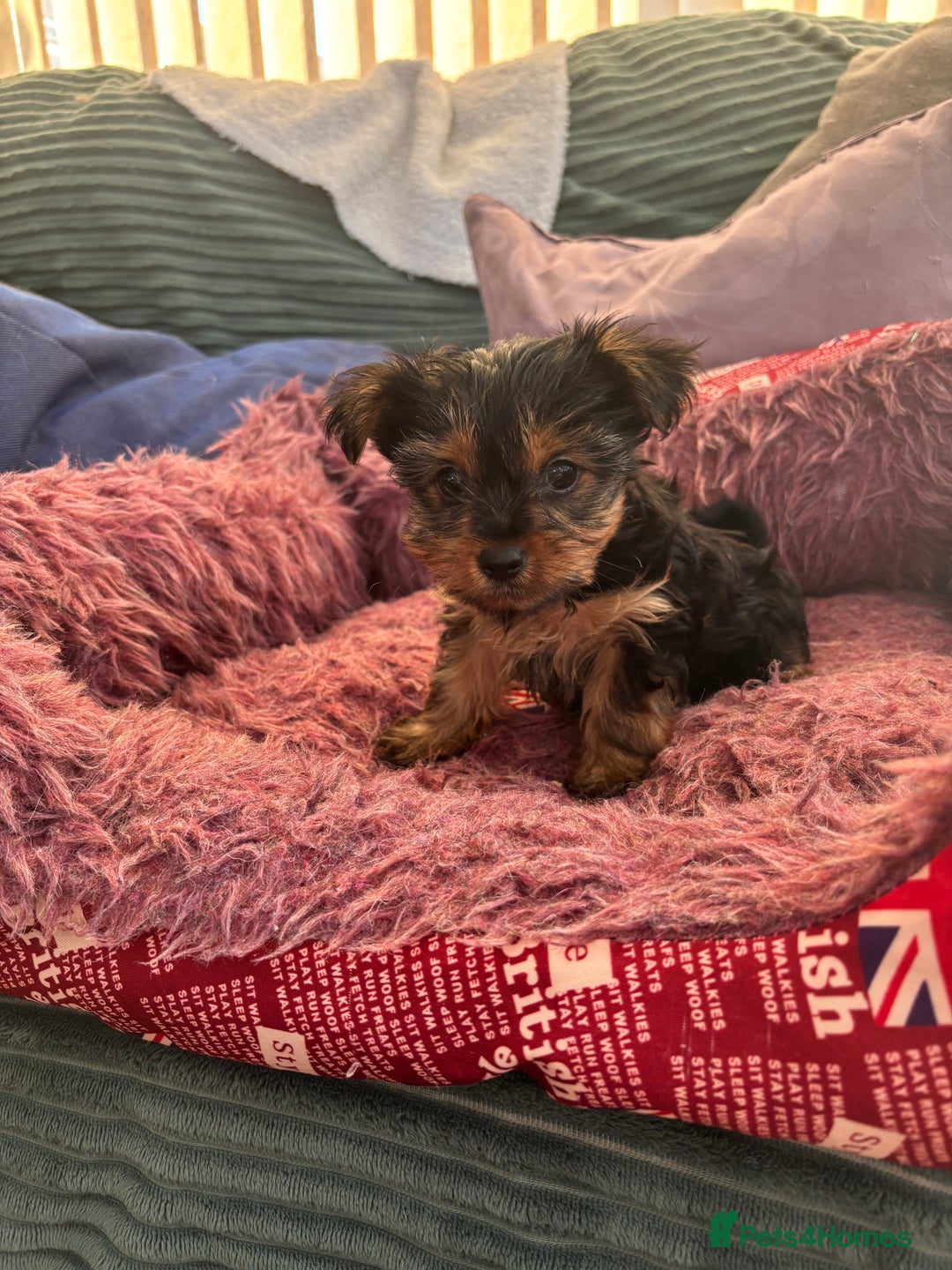 Yorkshire Terrier dogs for sale: Stunning Yorkshire terriers - Image 16