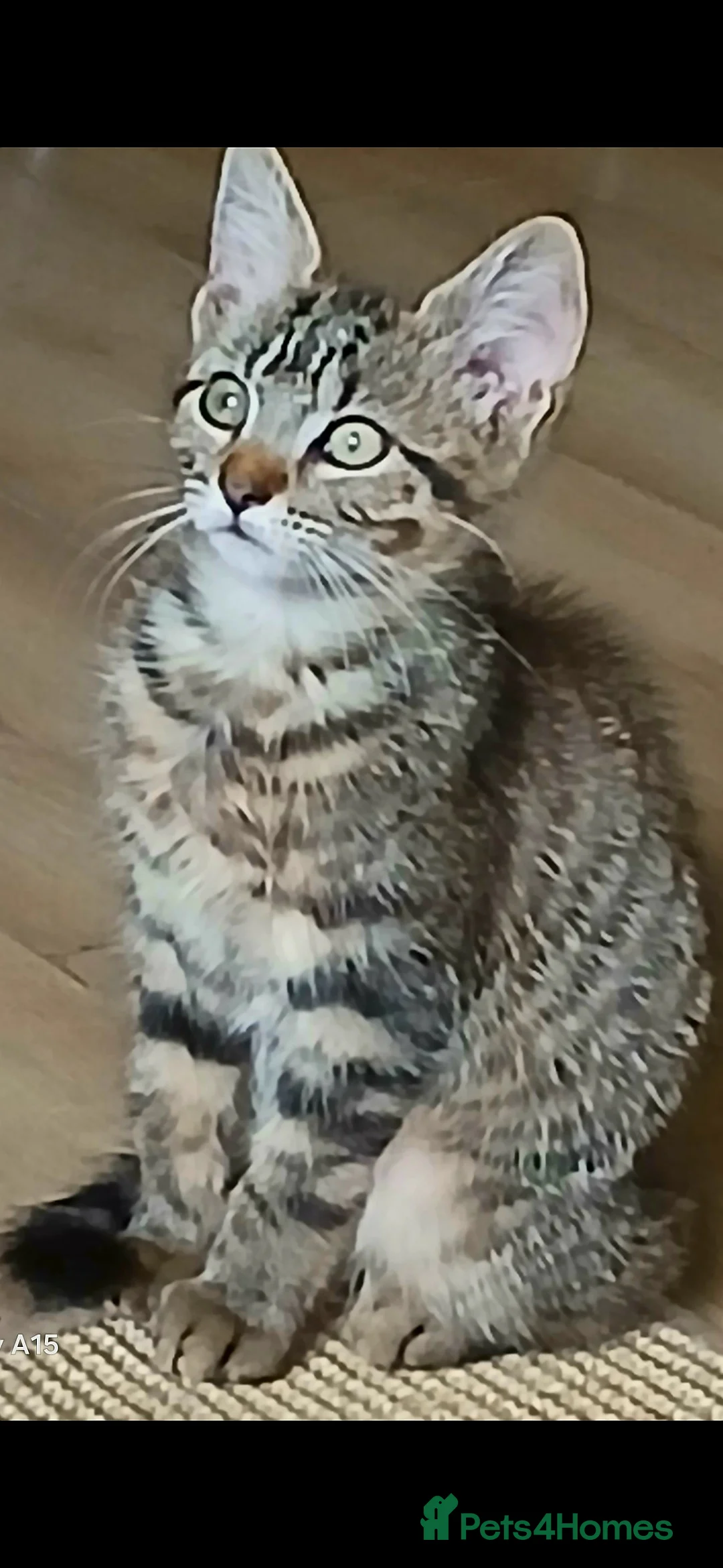 Bengal cats for sale: Cute mixed bangle kittens  - Advert 3