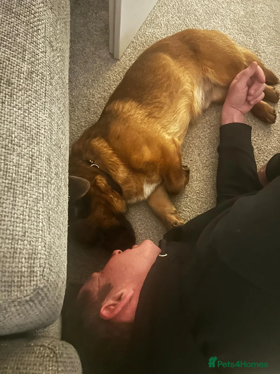 Mixed Breed dogs for adoption: LOVELY CHARLEY LOOKING FOR A HOME - Advert 2