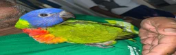 Lorikeets birds for sale: Baby Rainbow Lorikeet For Sale - Advert 4