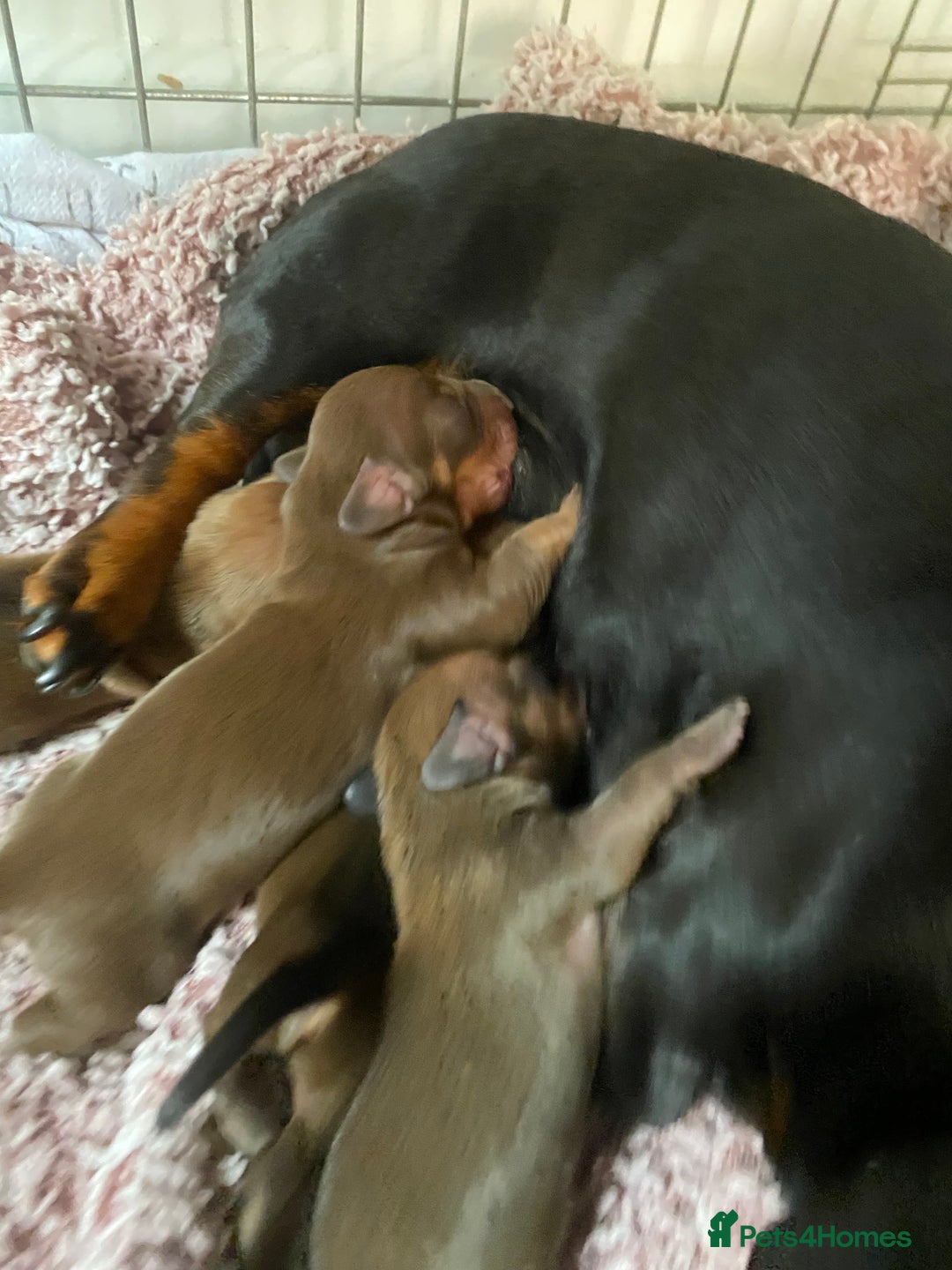 Miniature Dachshund dogs for sale: Miniature dashound  - Image 3