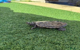 Turtle reptiles for sale: Turtles  - Image 4