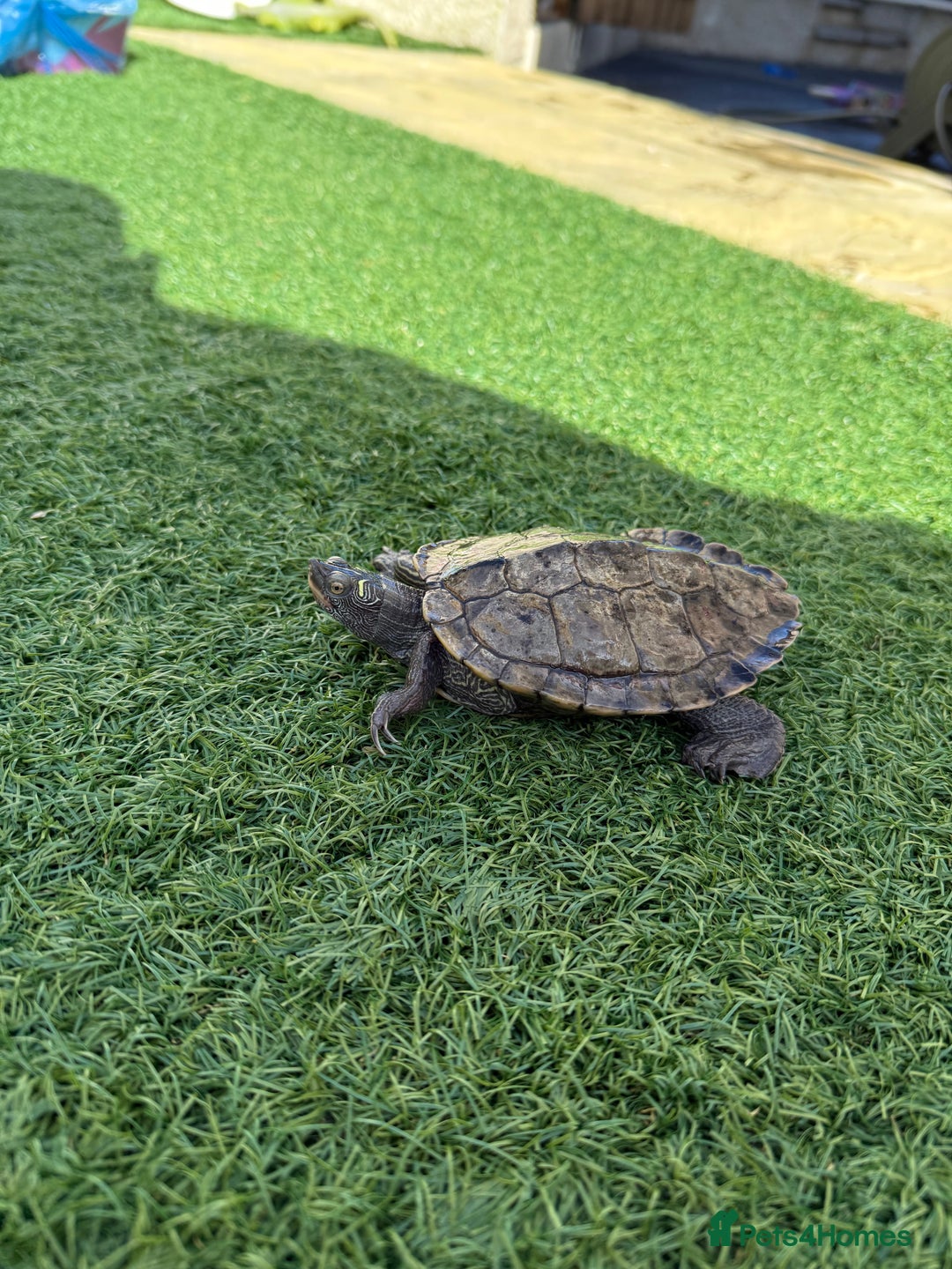 Turtle reptiles for sale: Turtles  - Image 4