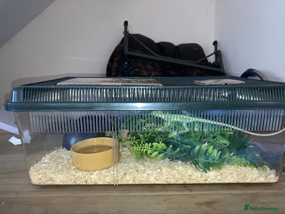 Iguana reptiles for sale: Eastern casquehead iguana - Image 2