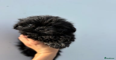 Shih Tzu dogs - Advert 3