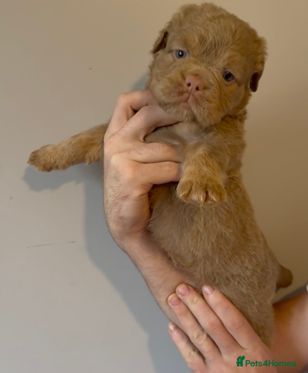 Olde English Bulldogge dogs for sale: Olde English bulldog puppies - Image 1