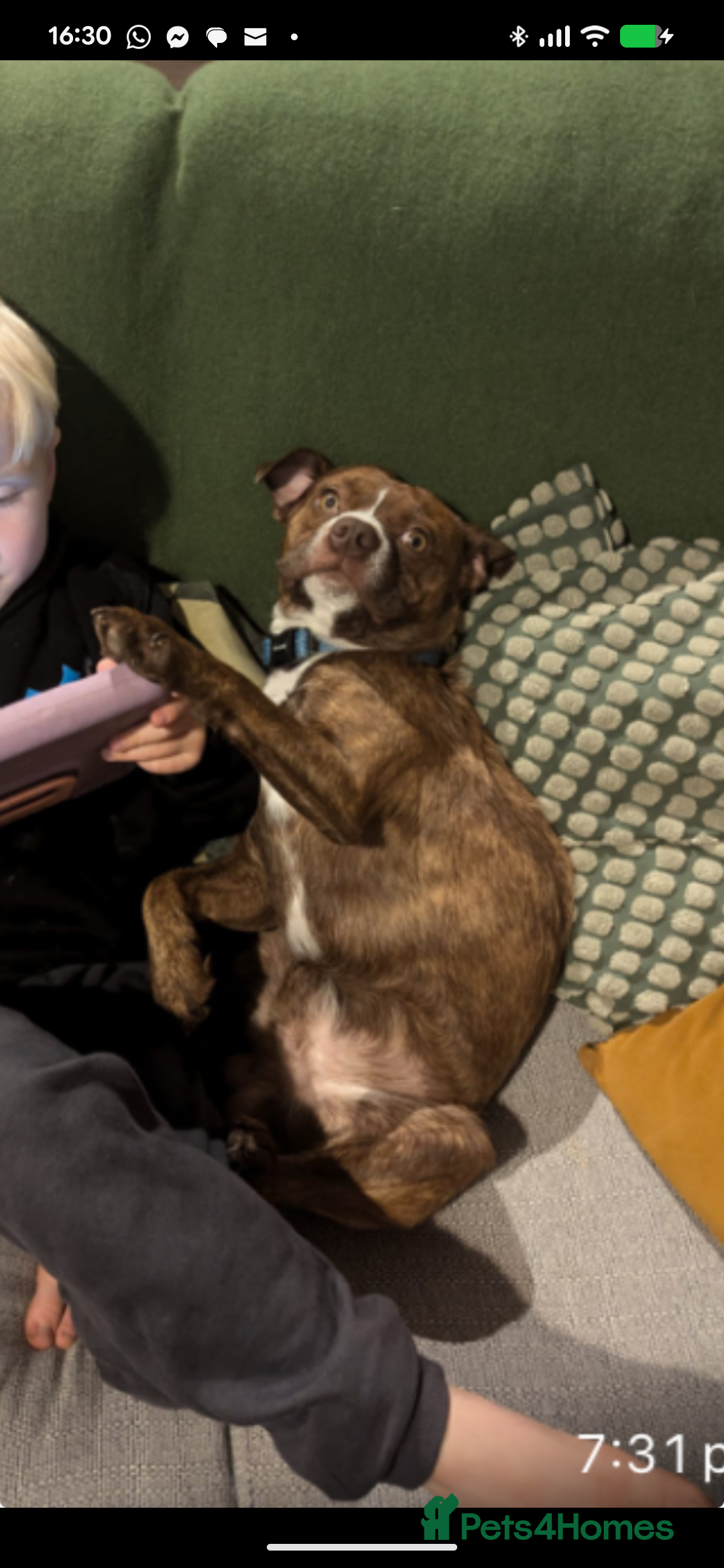 Boston Terrier dogs for sale: Boston X  - Advert 3