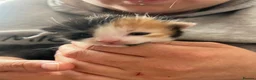 Mixed Breed cats for sale: 3 beautiful kittens  - Advert 36