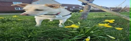 Mixed Breed dogs for adoption: Bingo for adoption in Hailsham - Advert 2