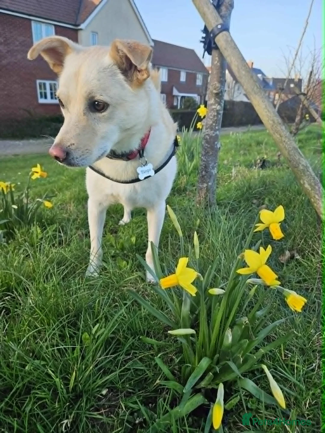 Mixed Breed dogs for adoption: Bingo for adoption in Hailsham - Advert 2
