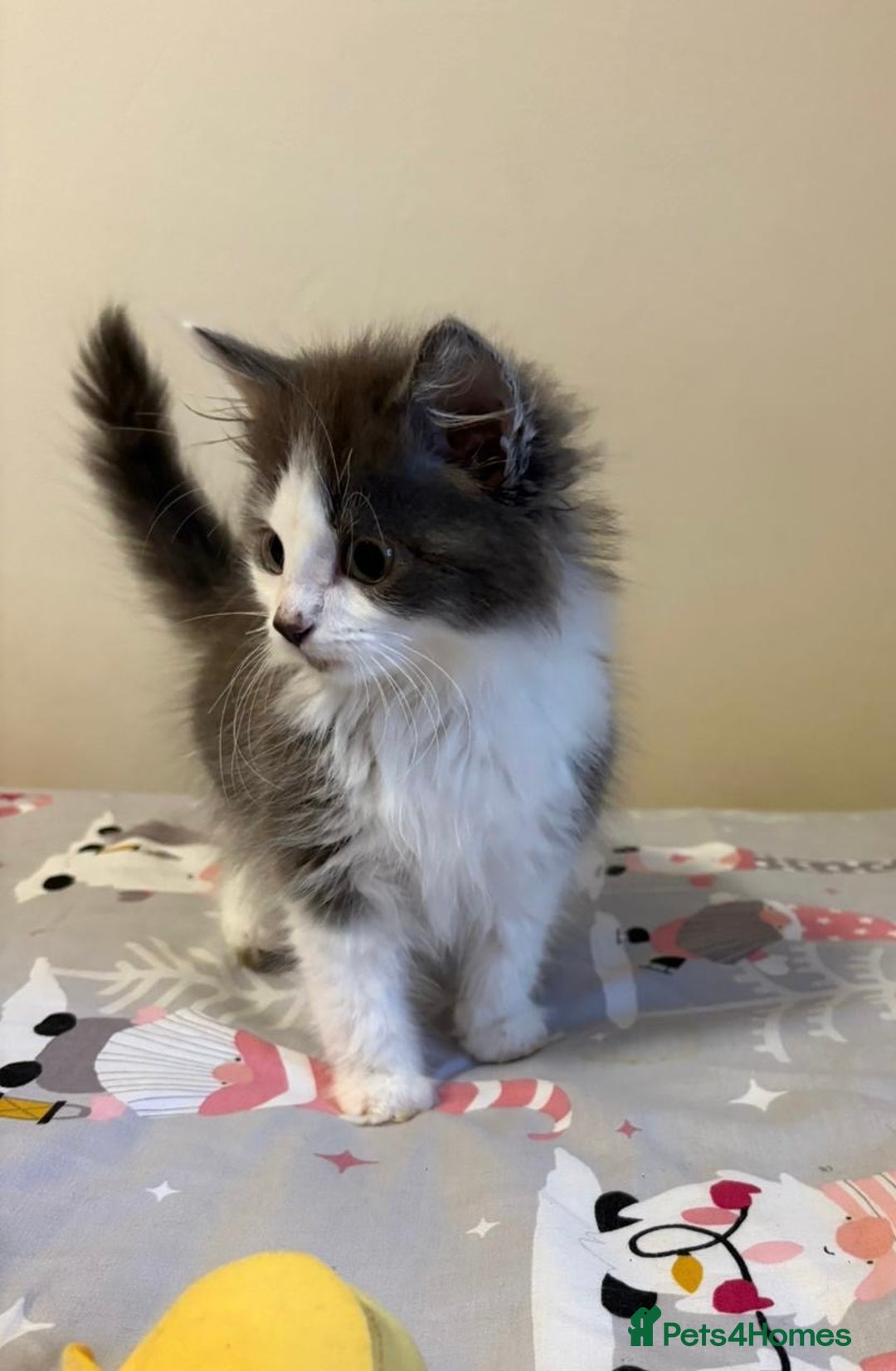 Ragdoll cats for sale: Ragdoll cross British Shorthair Kitten - Advert 14