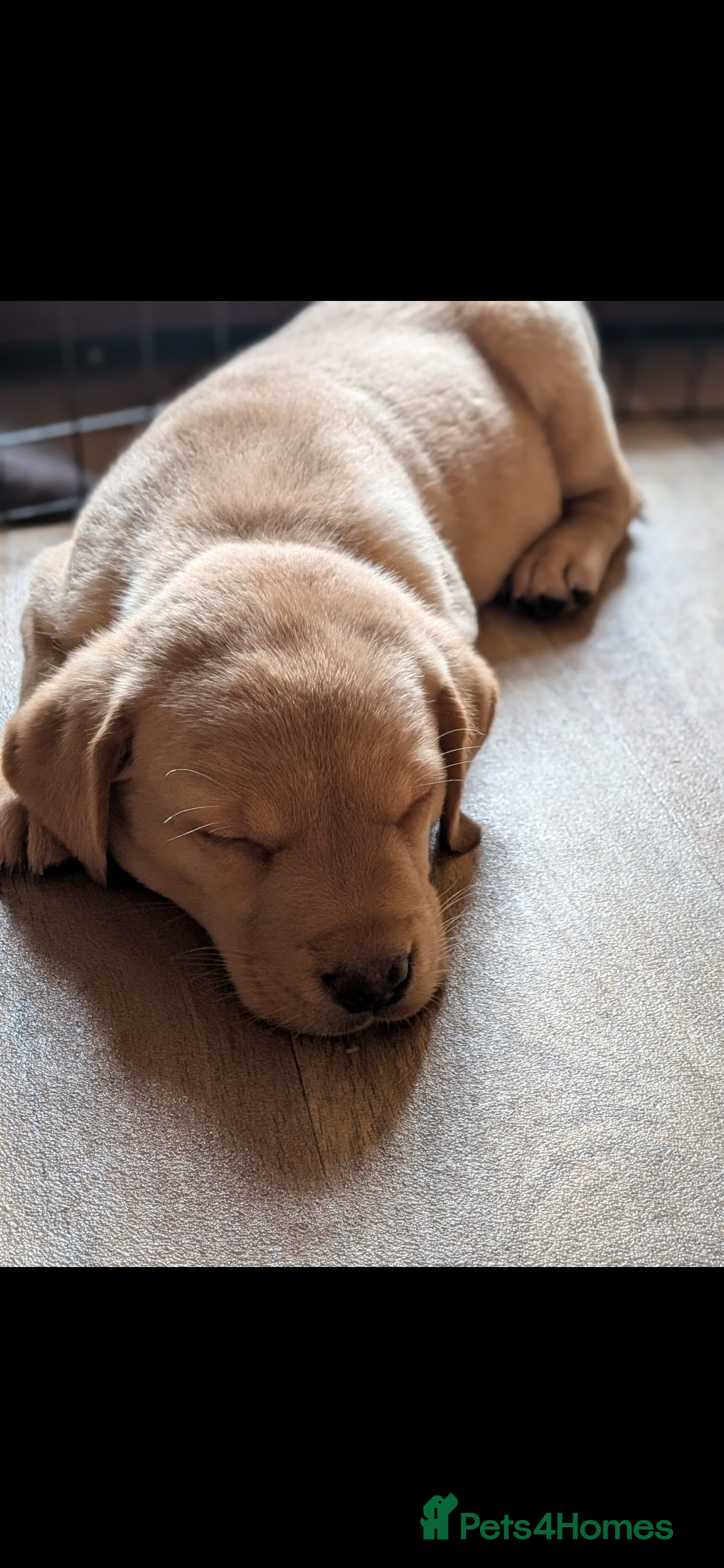 Labrador Retriever dogs Non KC registered Labrador Puppy - Advert 1